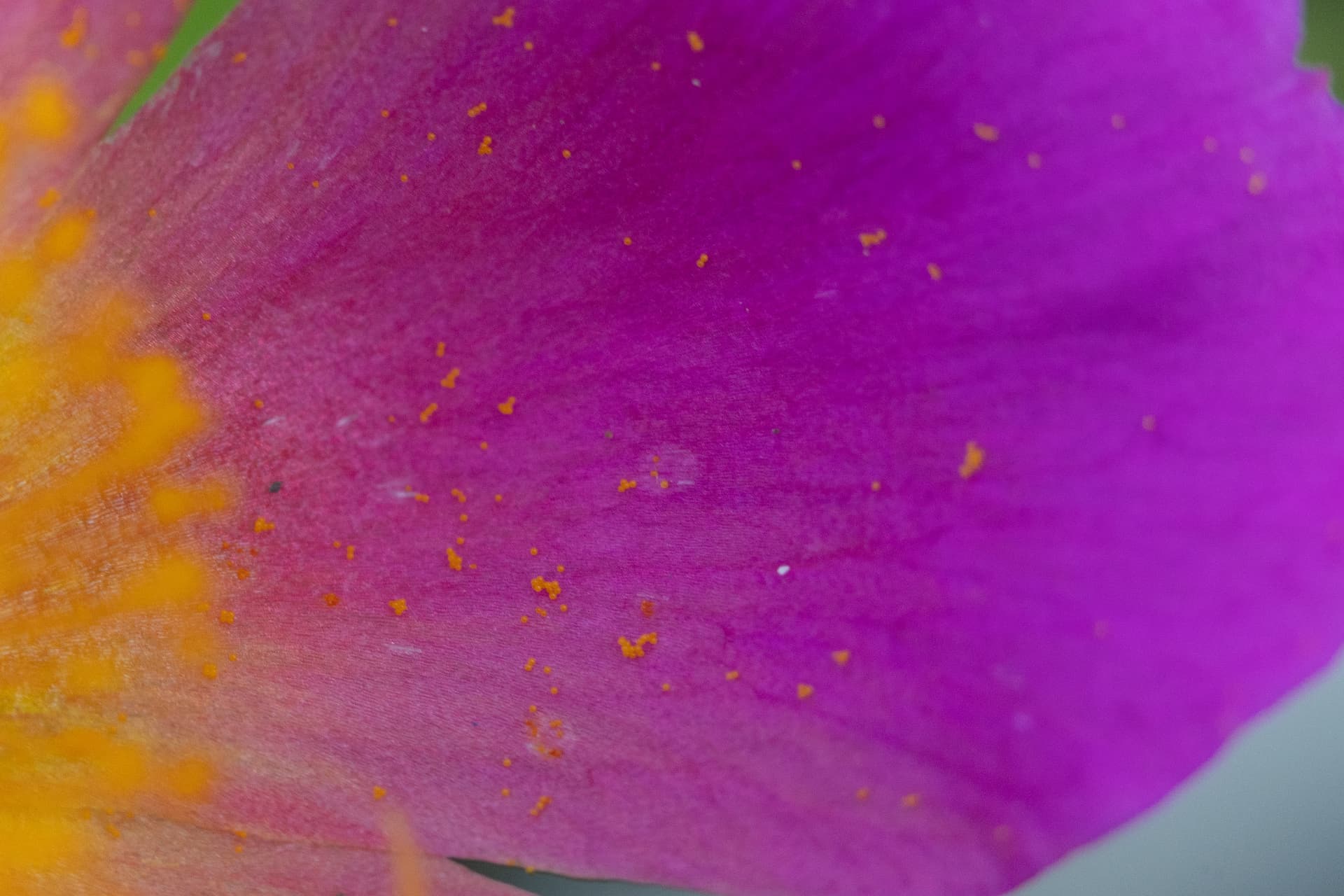 Textura 20