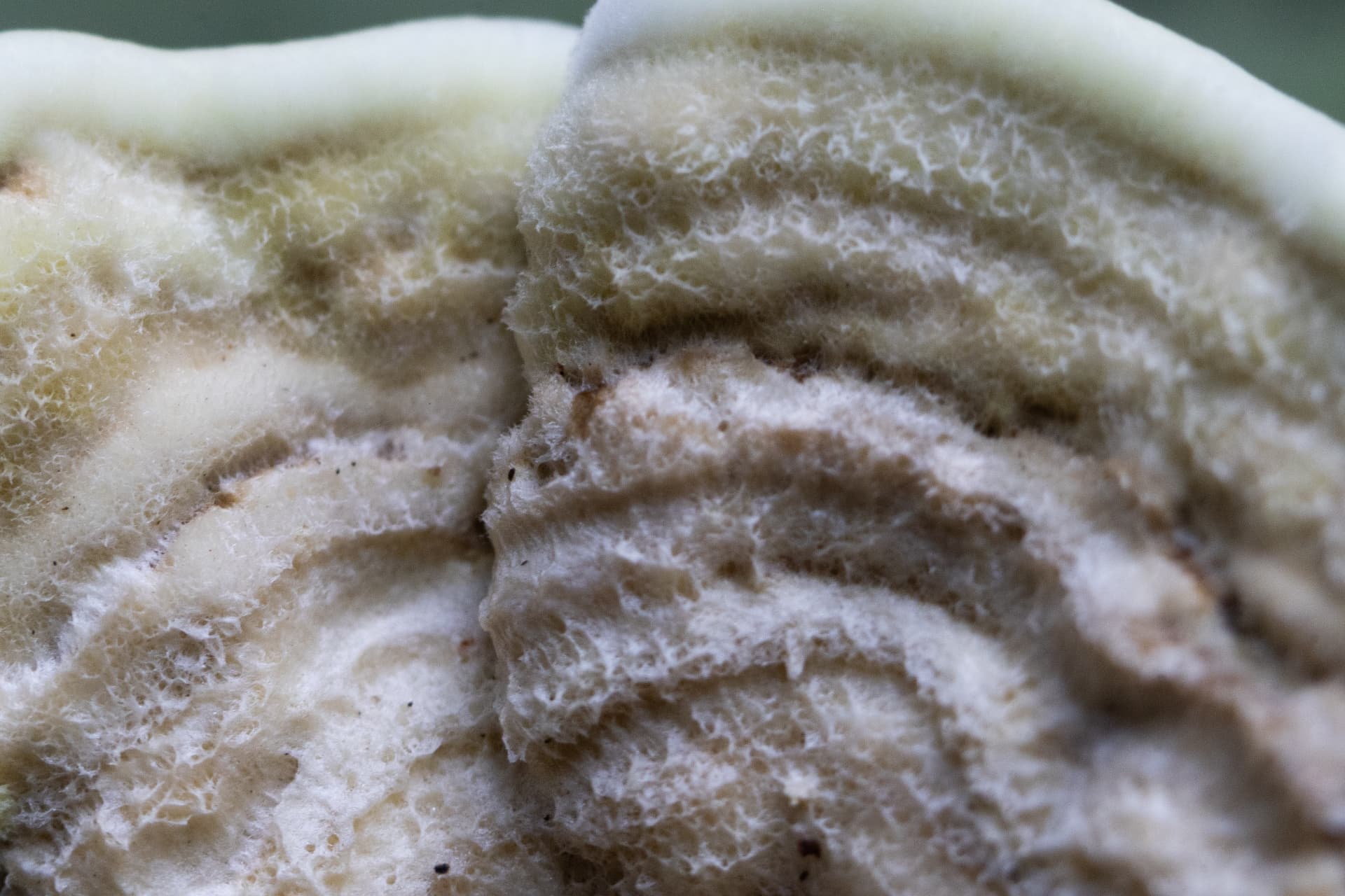 Textura 13