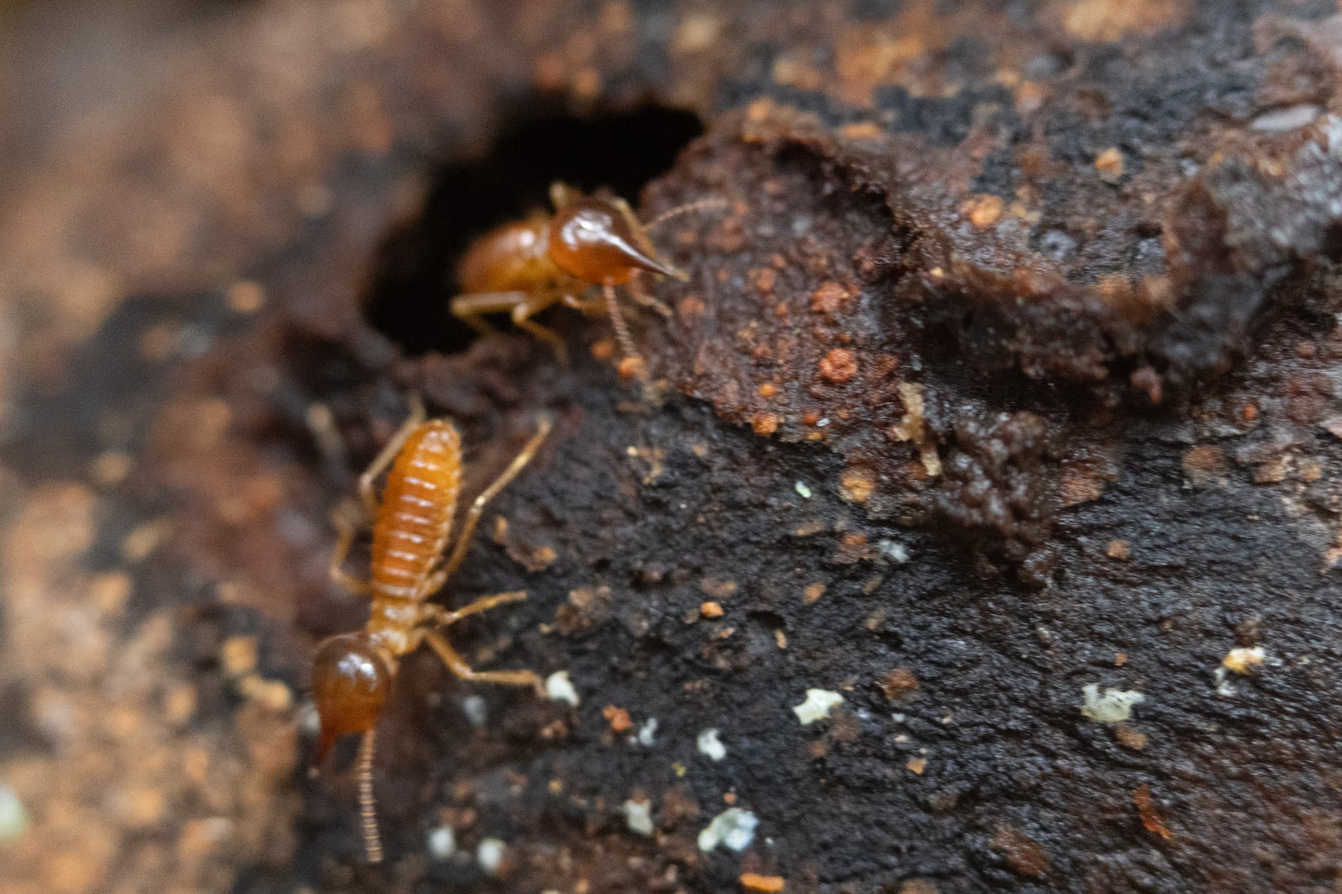 Pequenos soldados 5