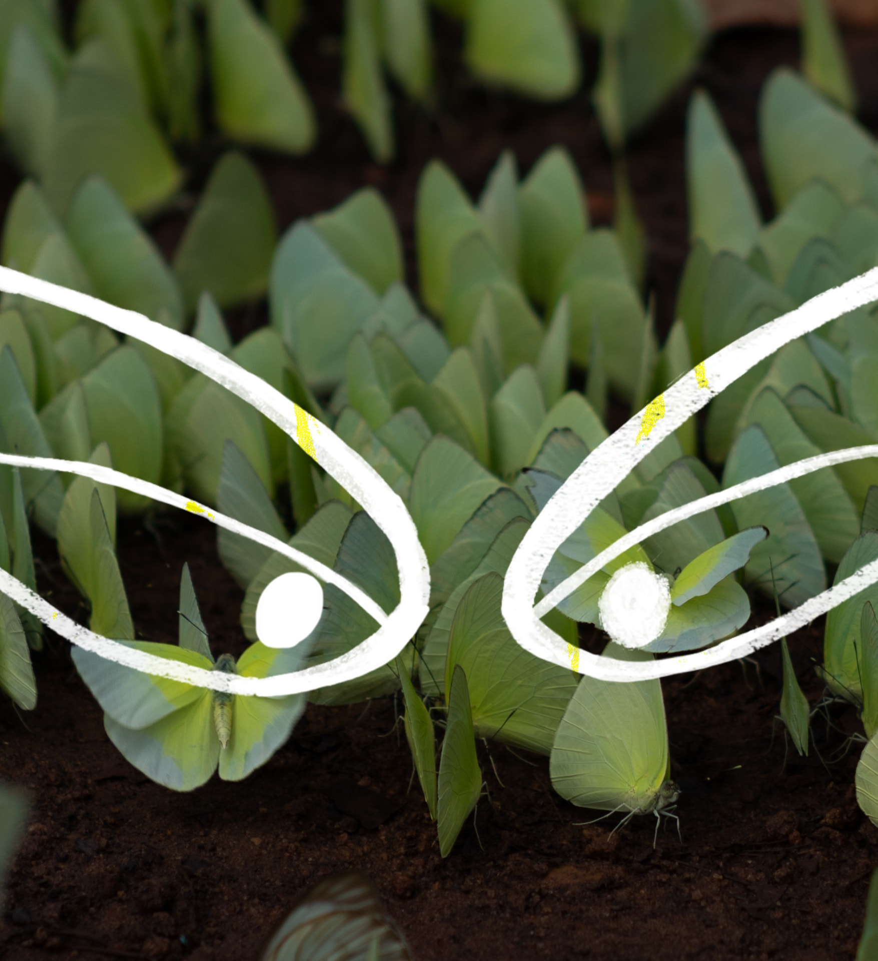 Borboletas 5