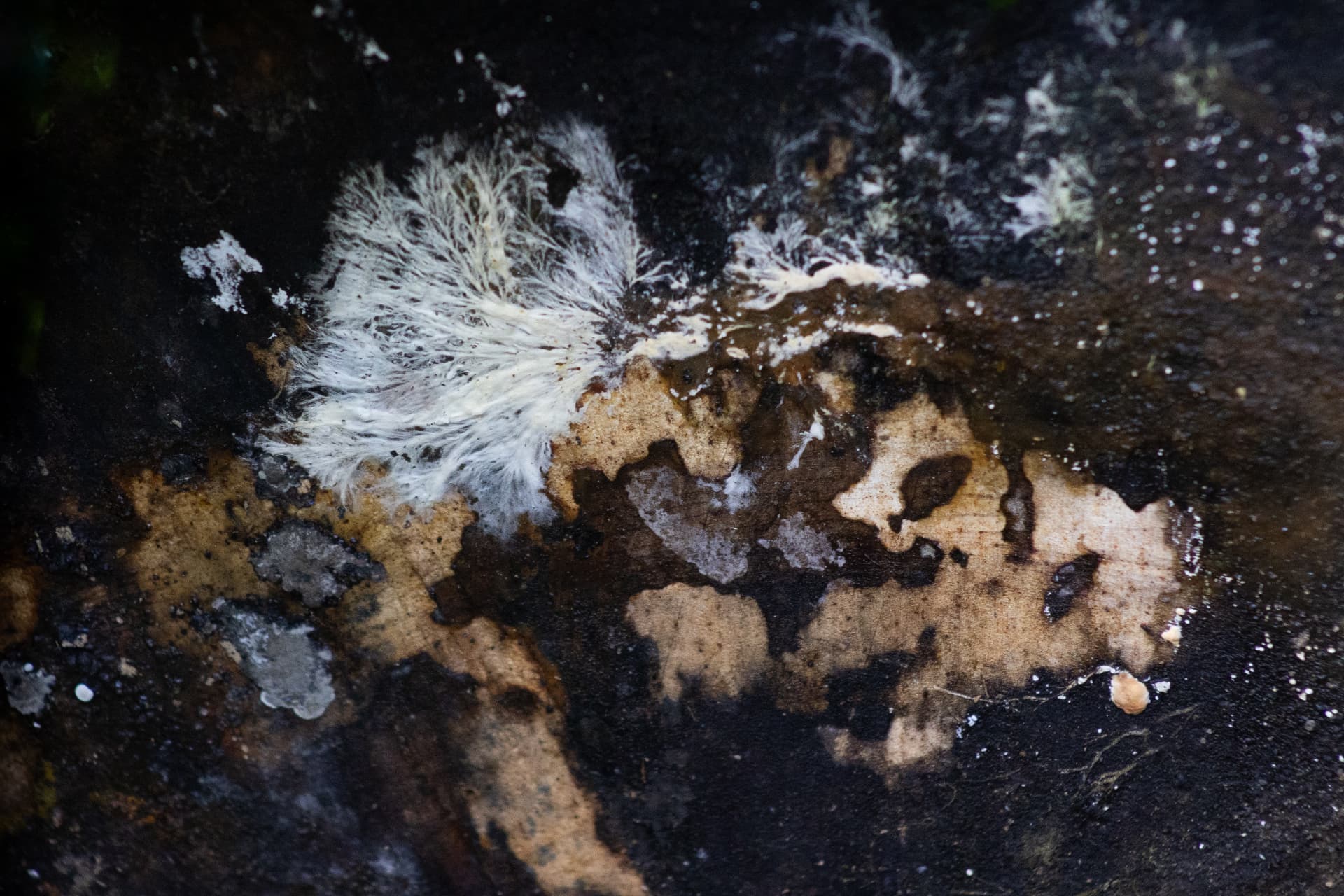 Textura 22