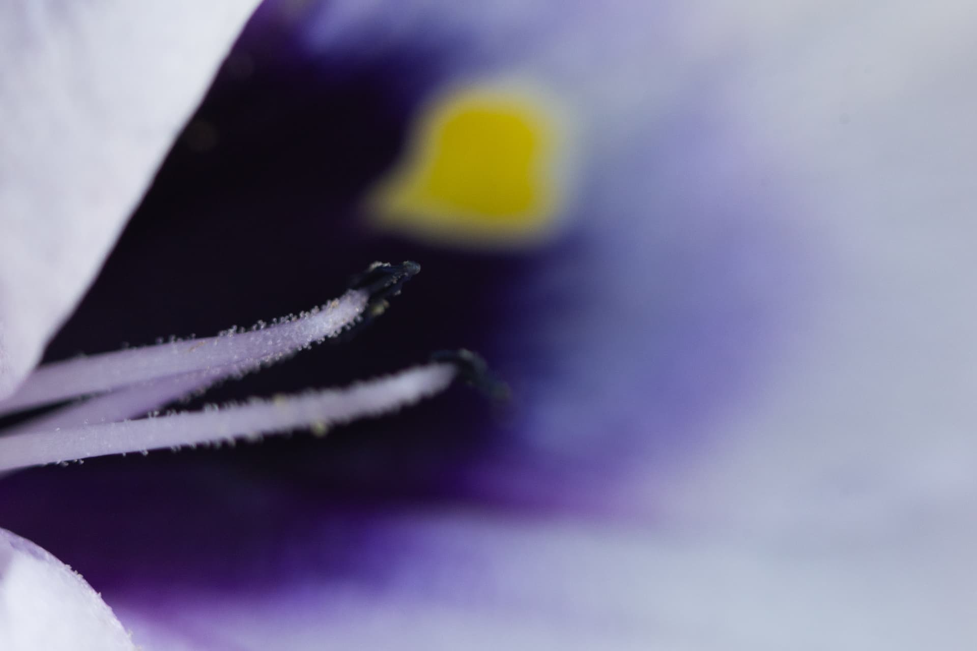 Textura 17