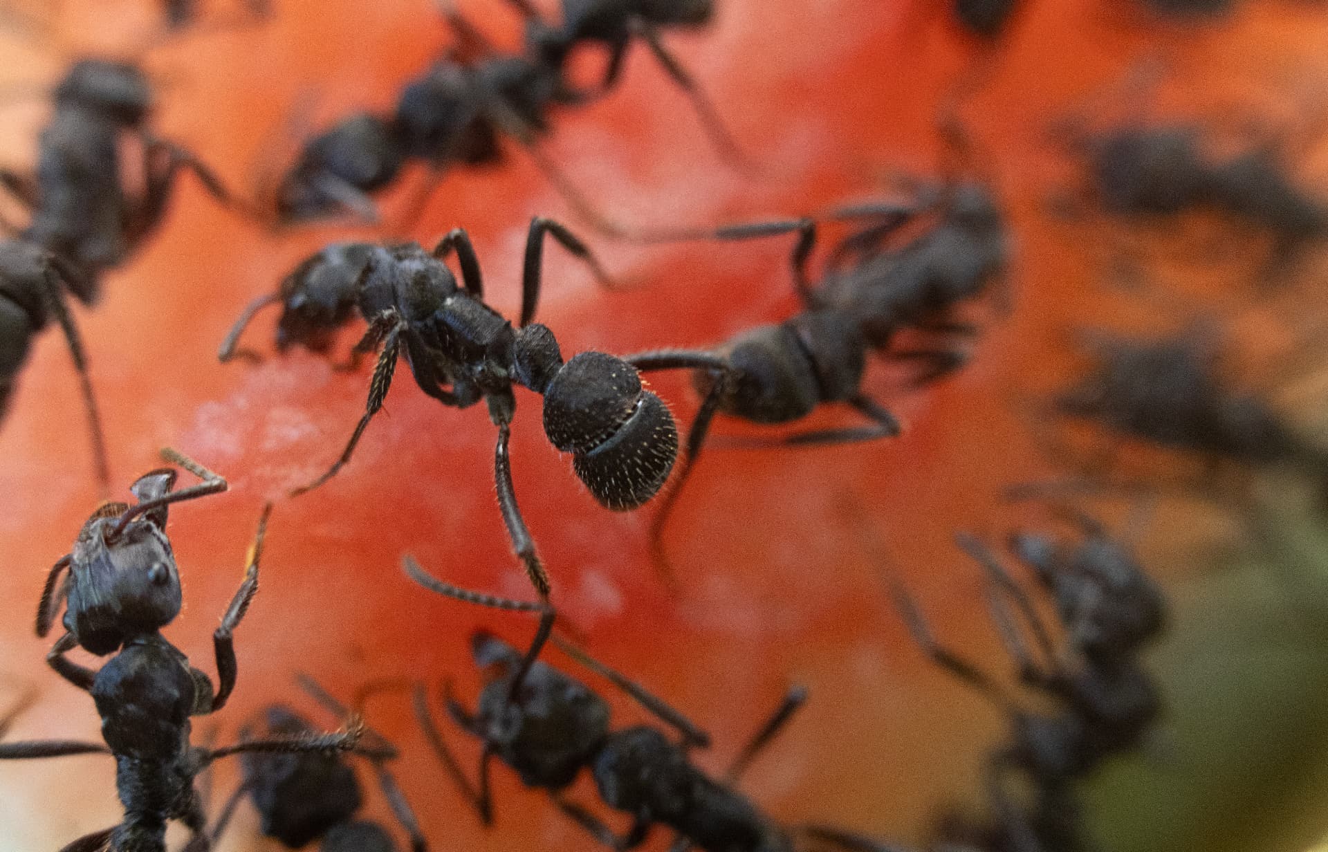 Pequenos soldados 1