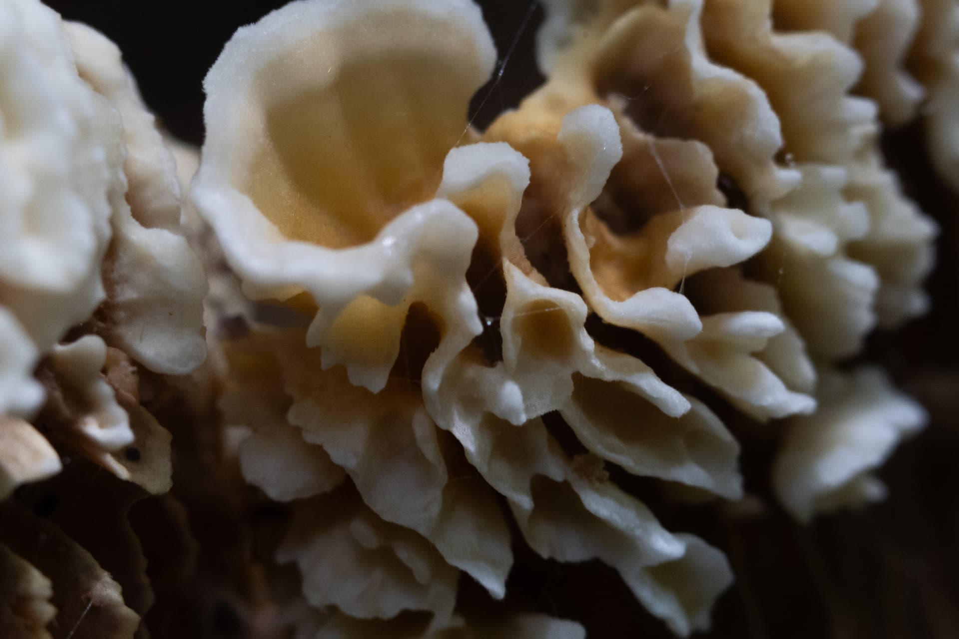 Textura 15