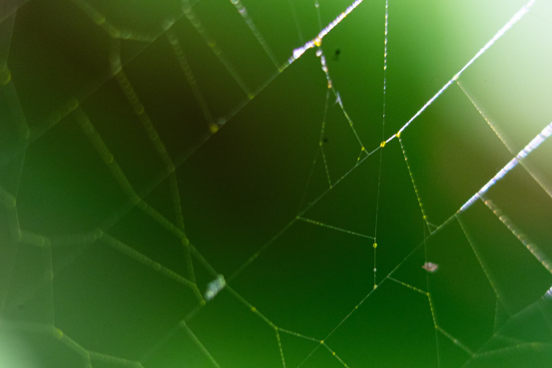 Textura 4