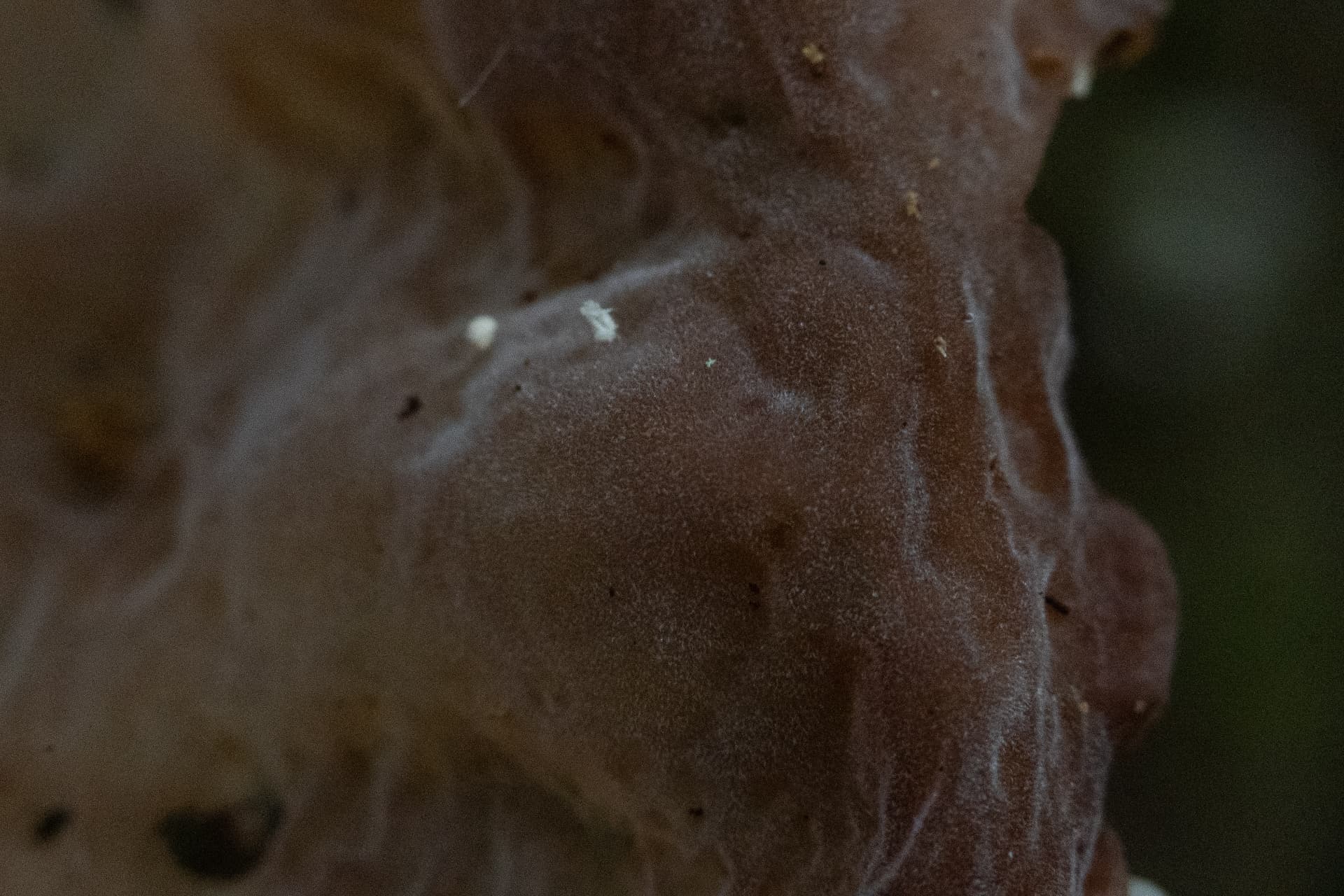 Textura 12