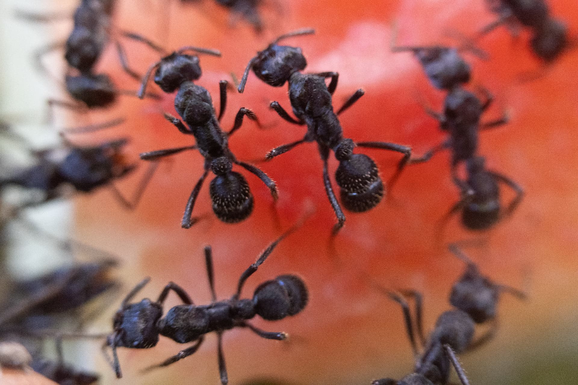 Pequenos soldados 3