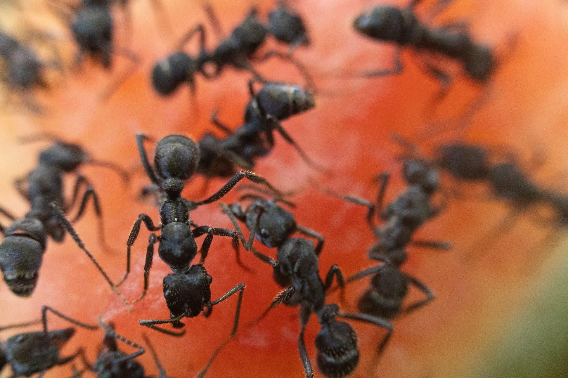 Pequenos soldados 2