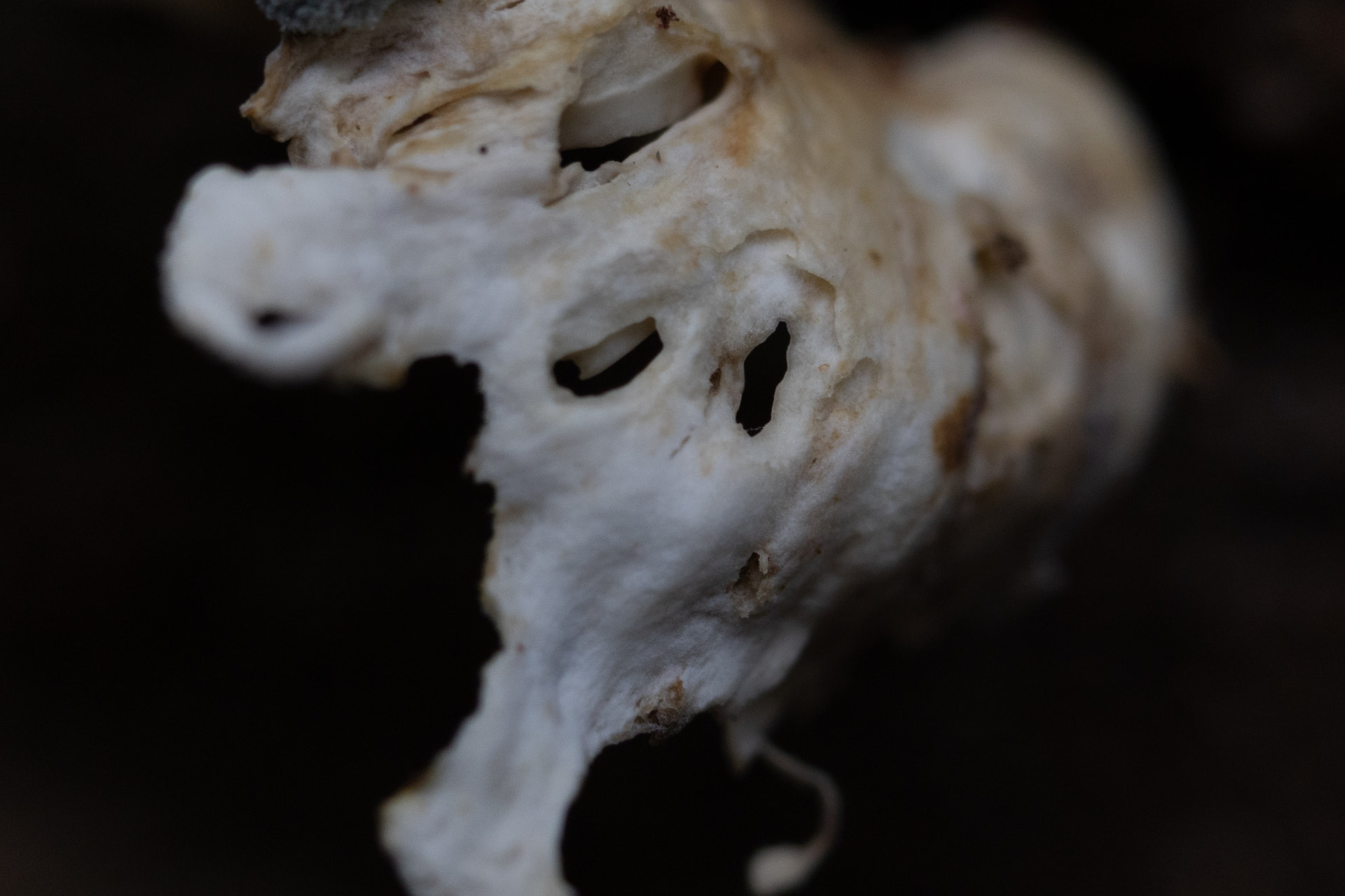 Textura 21