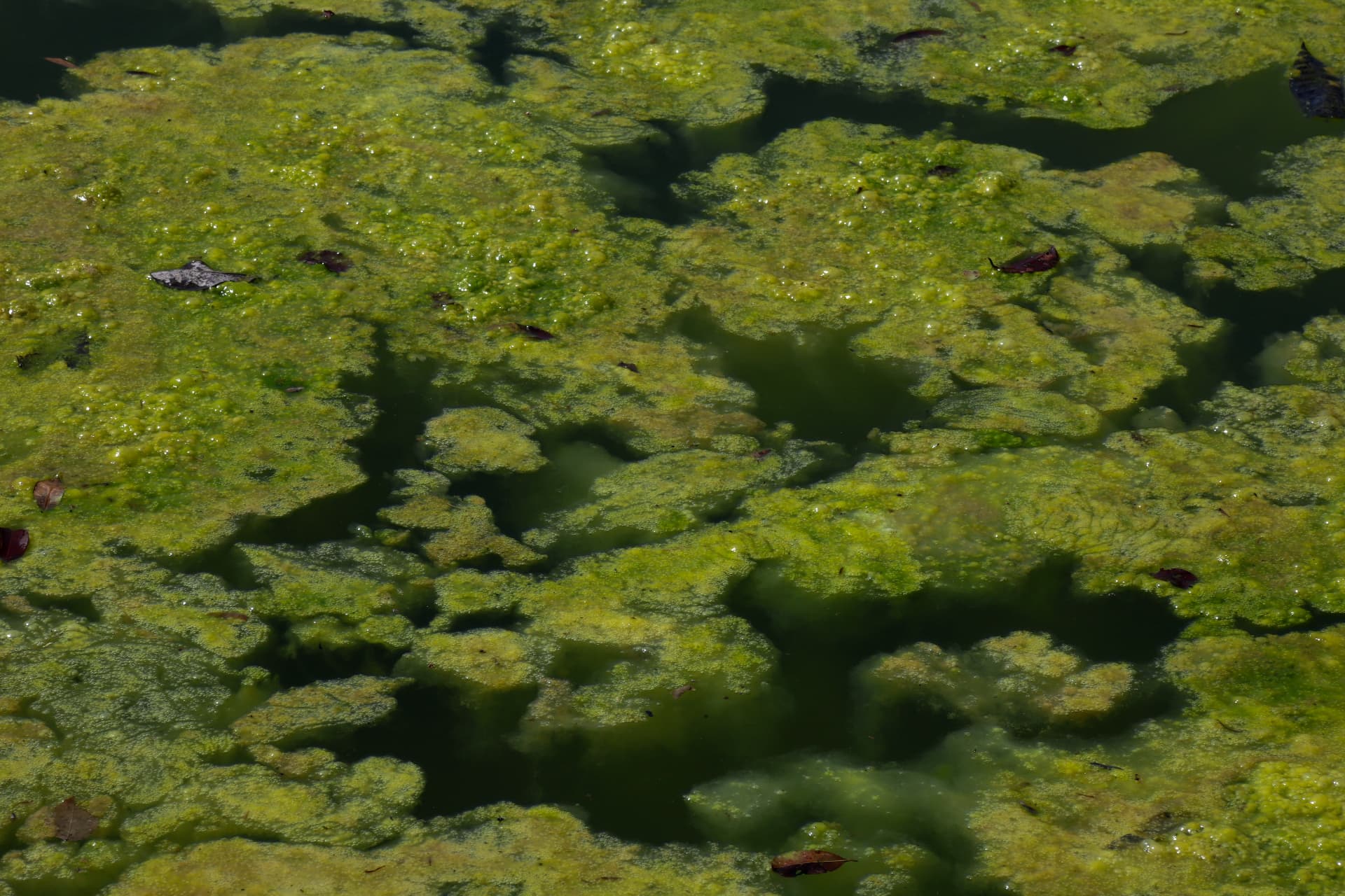 Textura 16