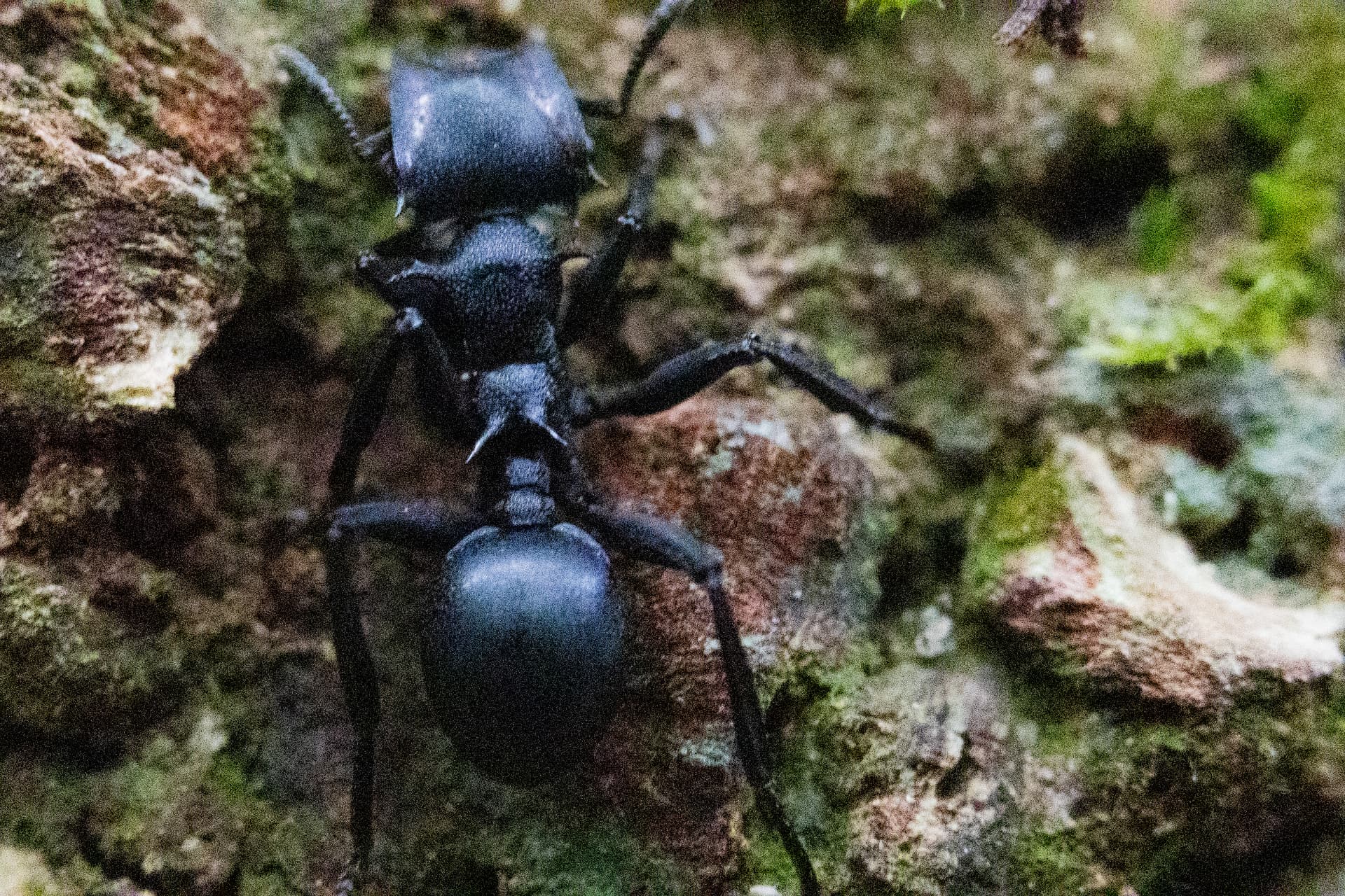 Pequenos soldados 4